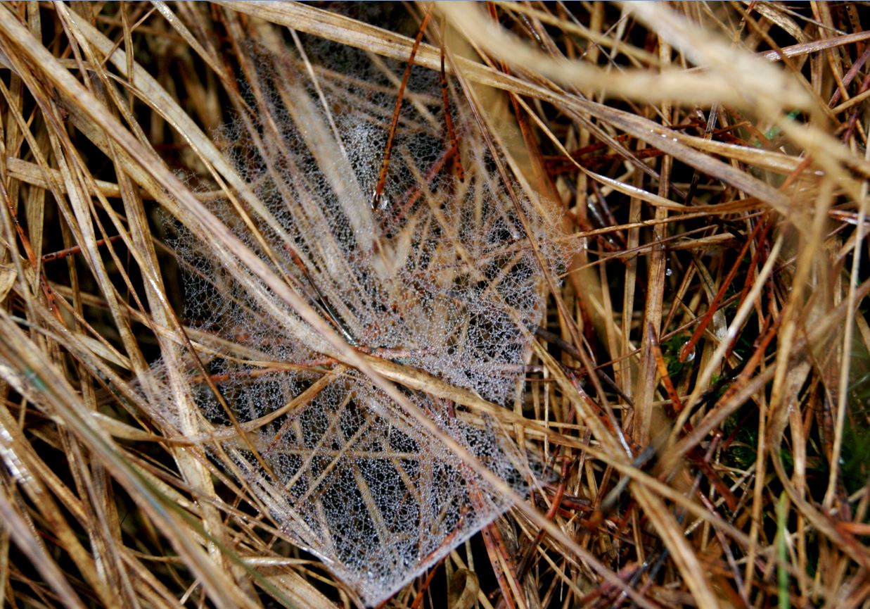 web in `t gras