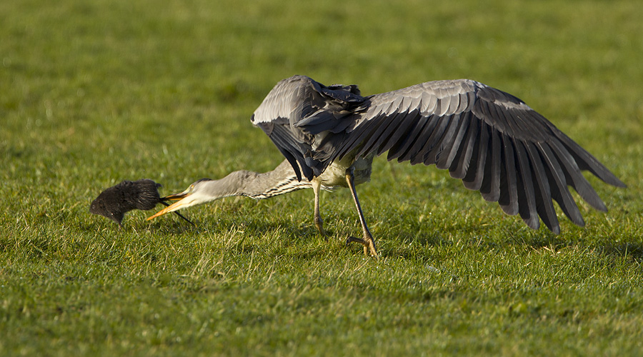Dat scheelt maar een staartje :-)