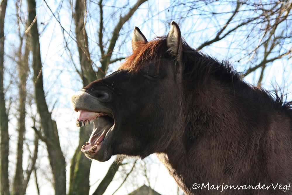 Uitgelachen op de Oostvaardersplassen