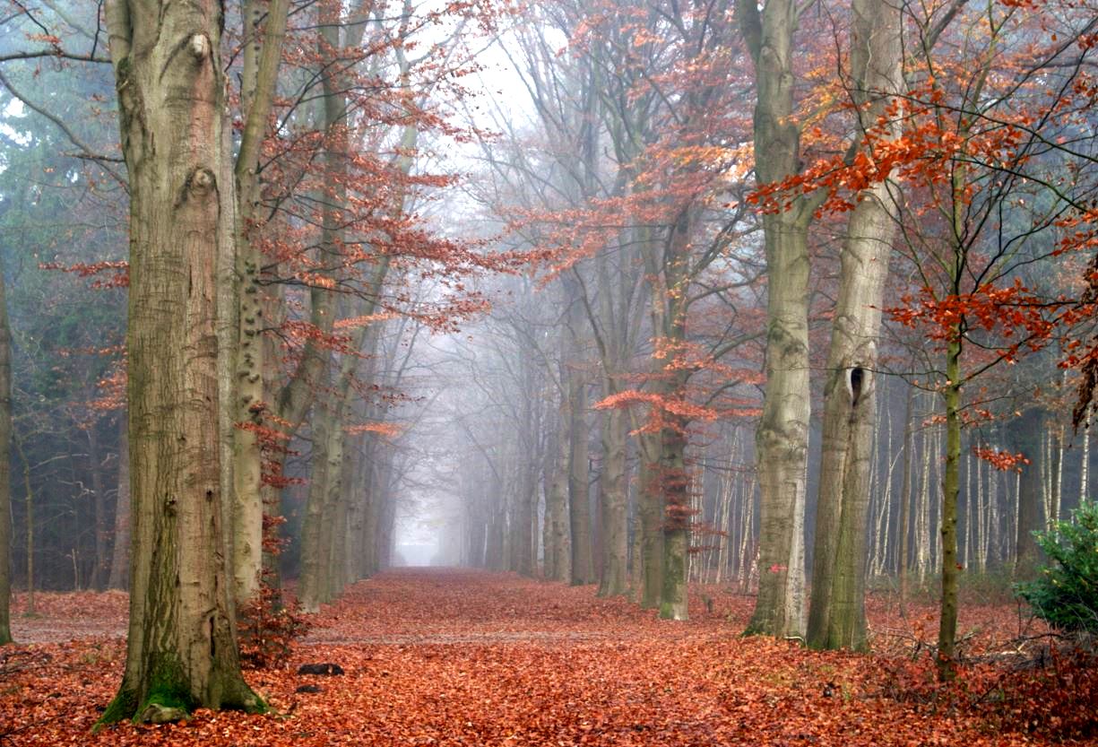 de laatste blaadjes 3