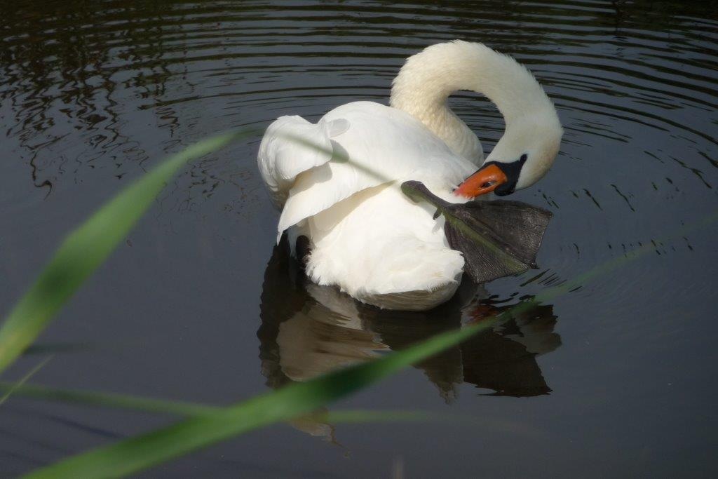 Zwaan