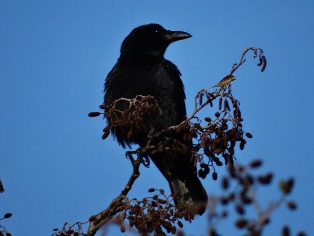 Zwarte kraai