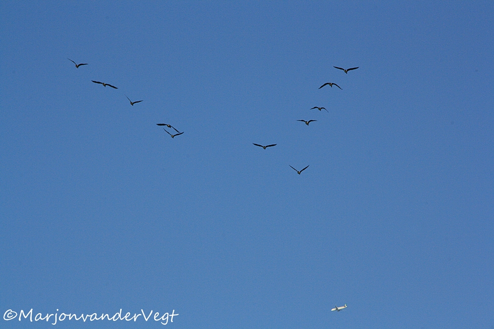 Wat hoort hier niet bij?
