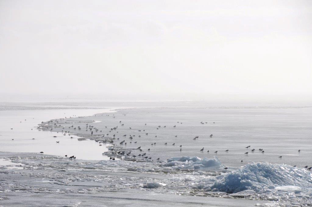 Vogels op ijs