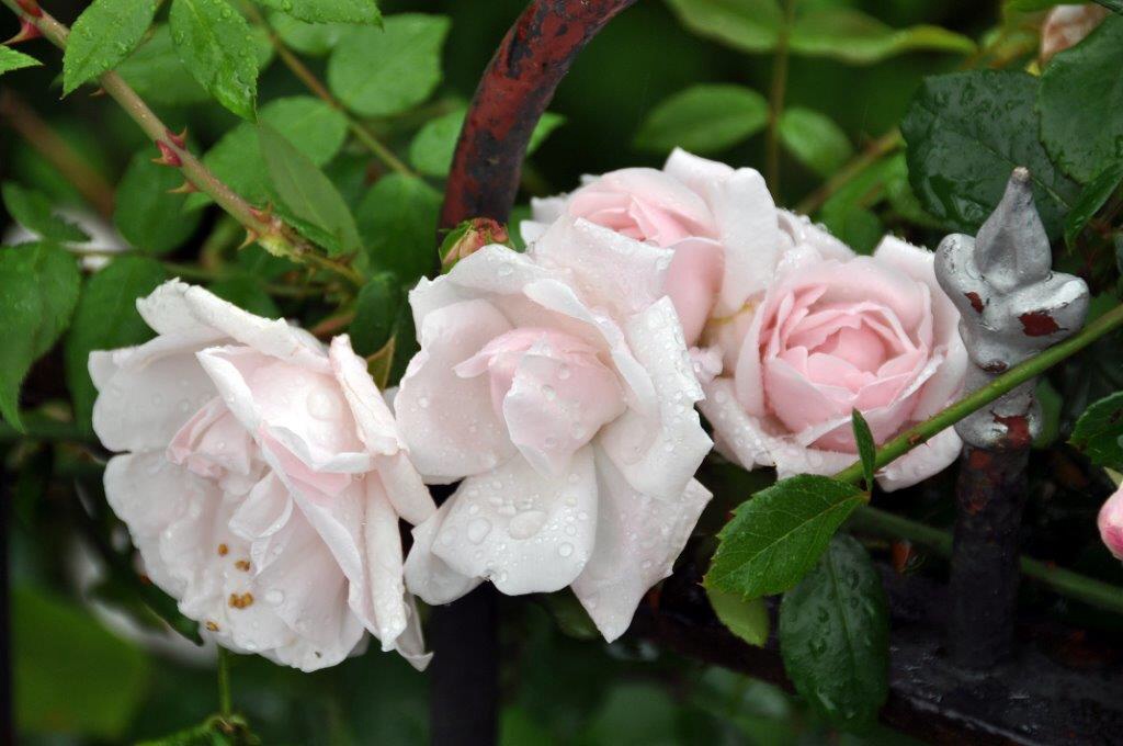 Rozen