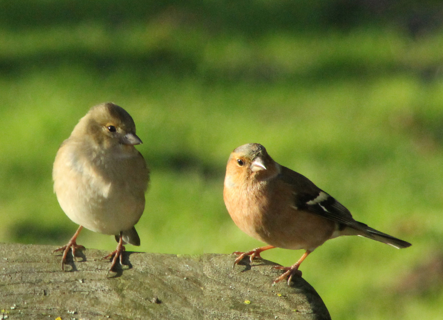 Dhr. en Mevr. Vink (Collage)