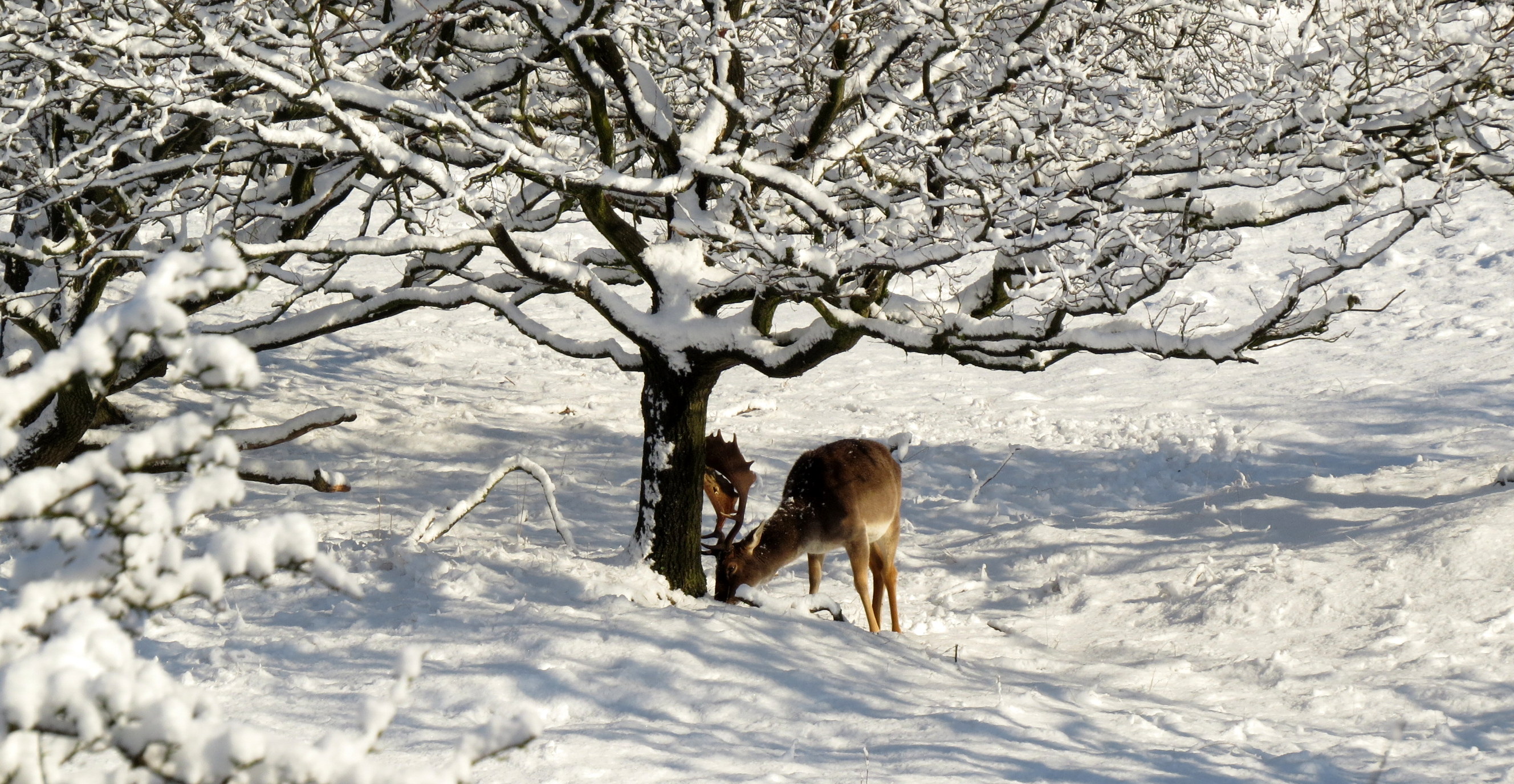 Op zoek naar voedsel
