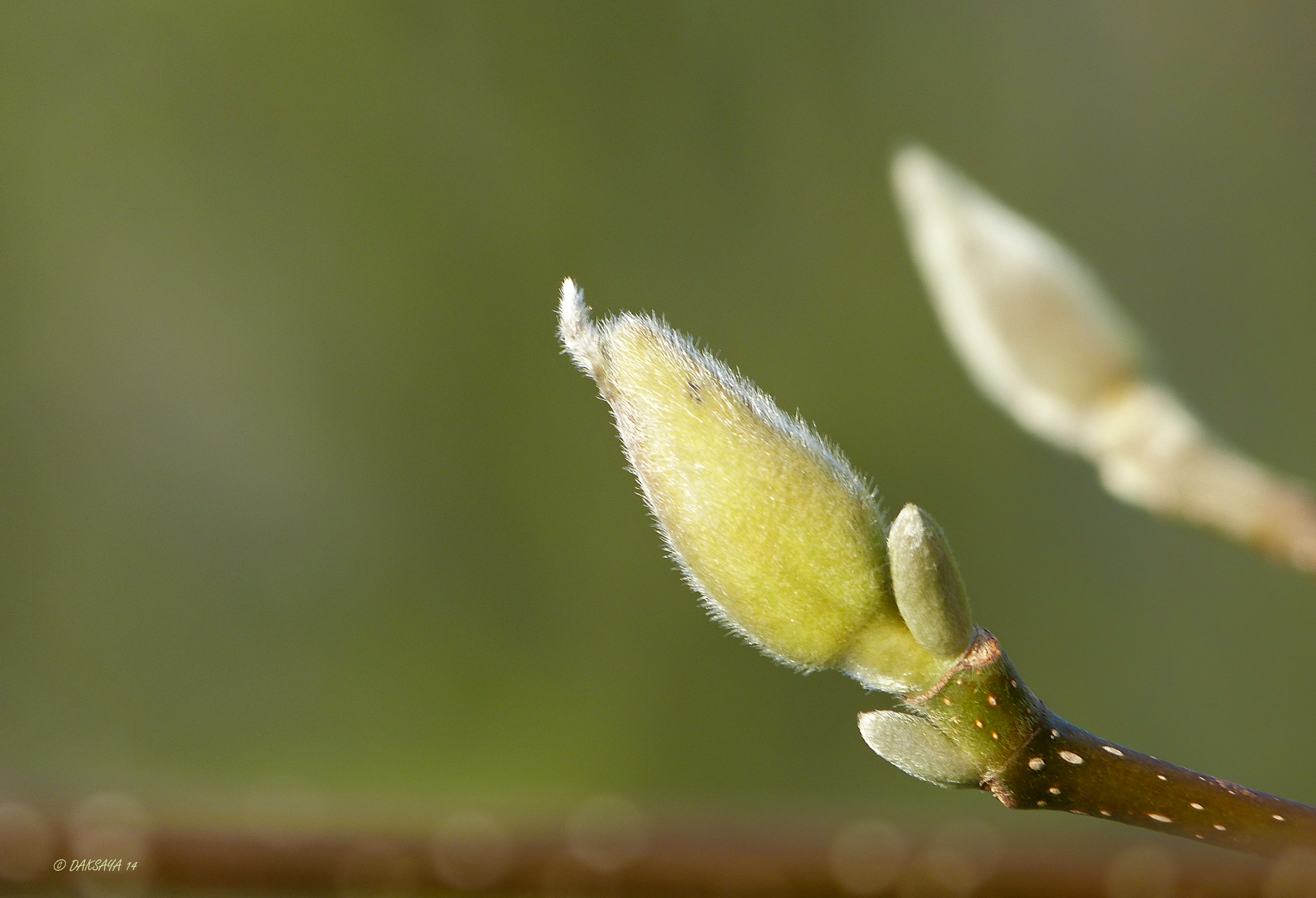 In de knop