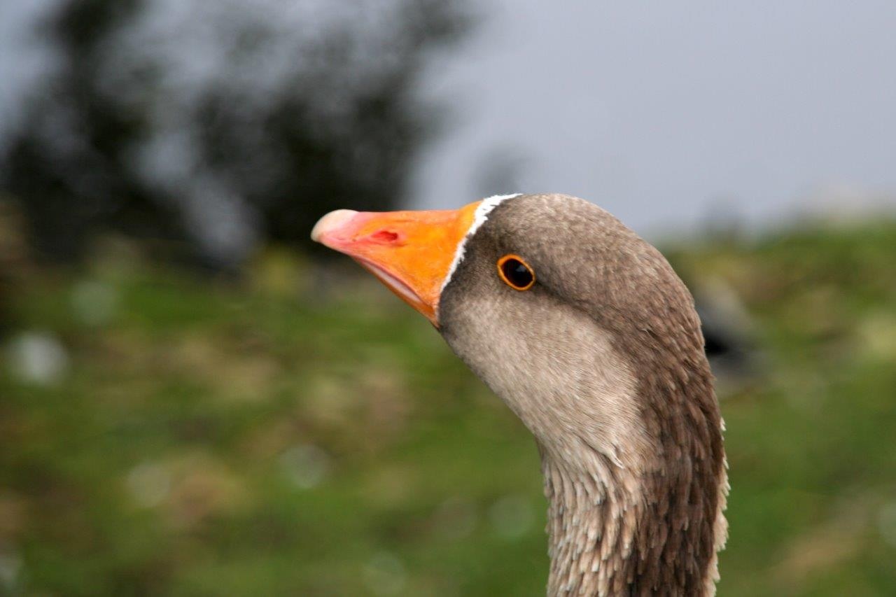 Grauwe gans