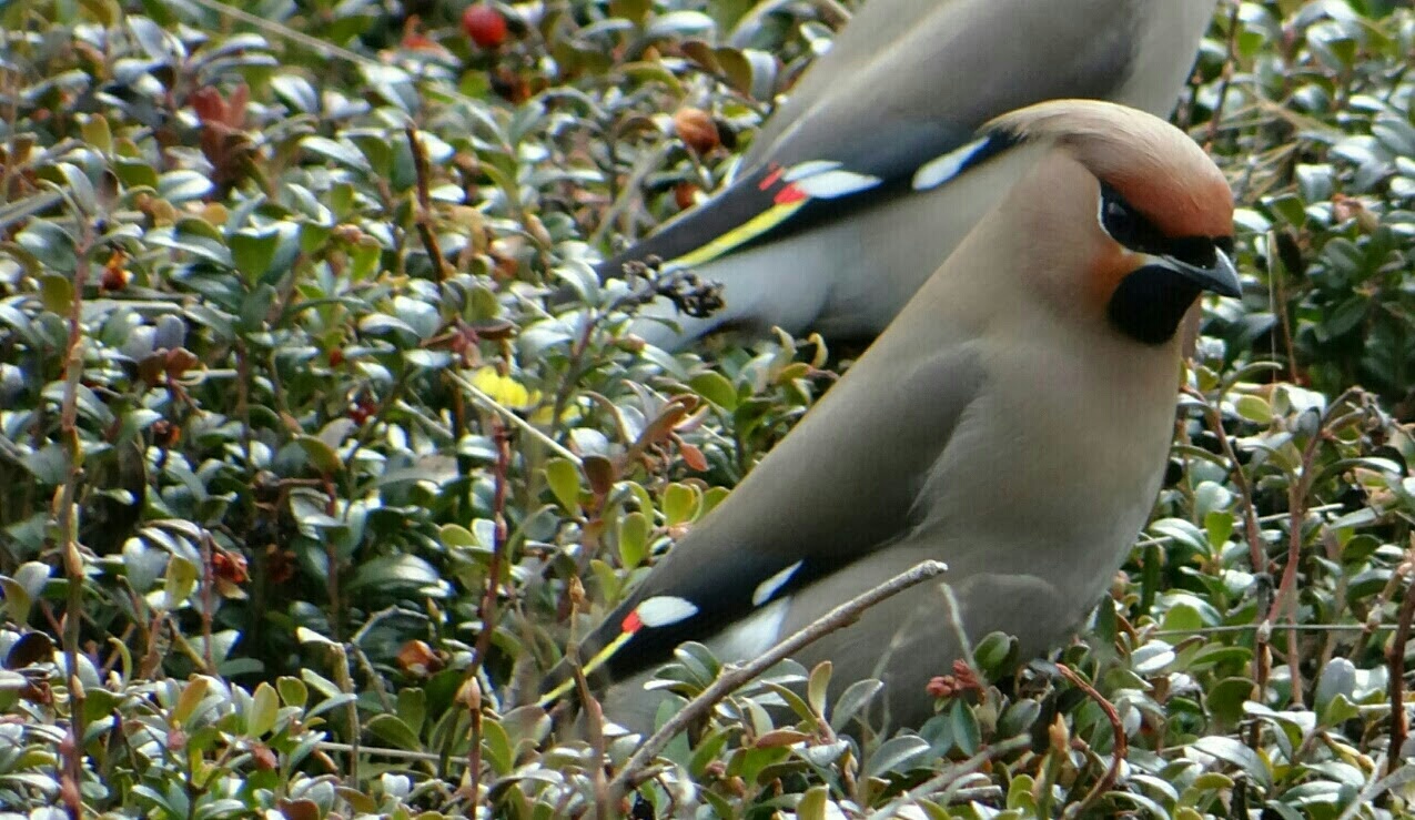 pestvogels op de sallandse heuvelrug in 2013
