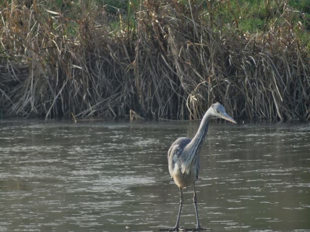Waar zijn mijn schaatsen??