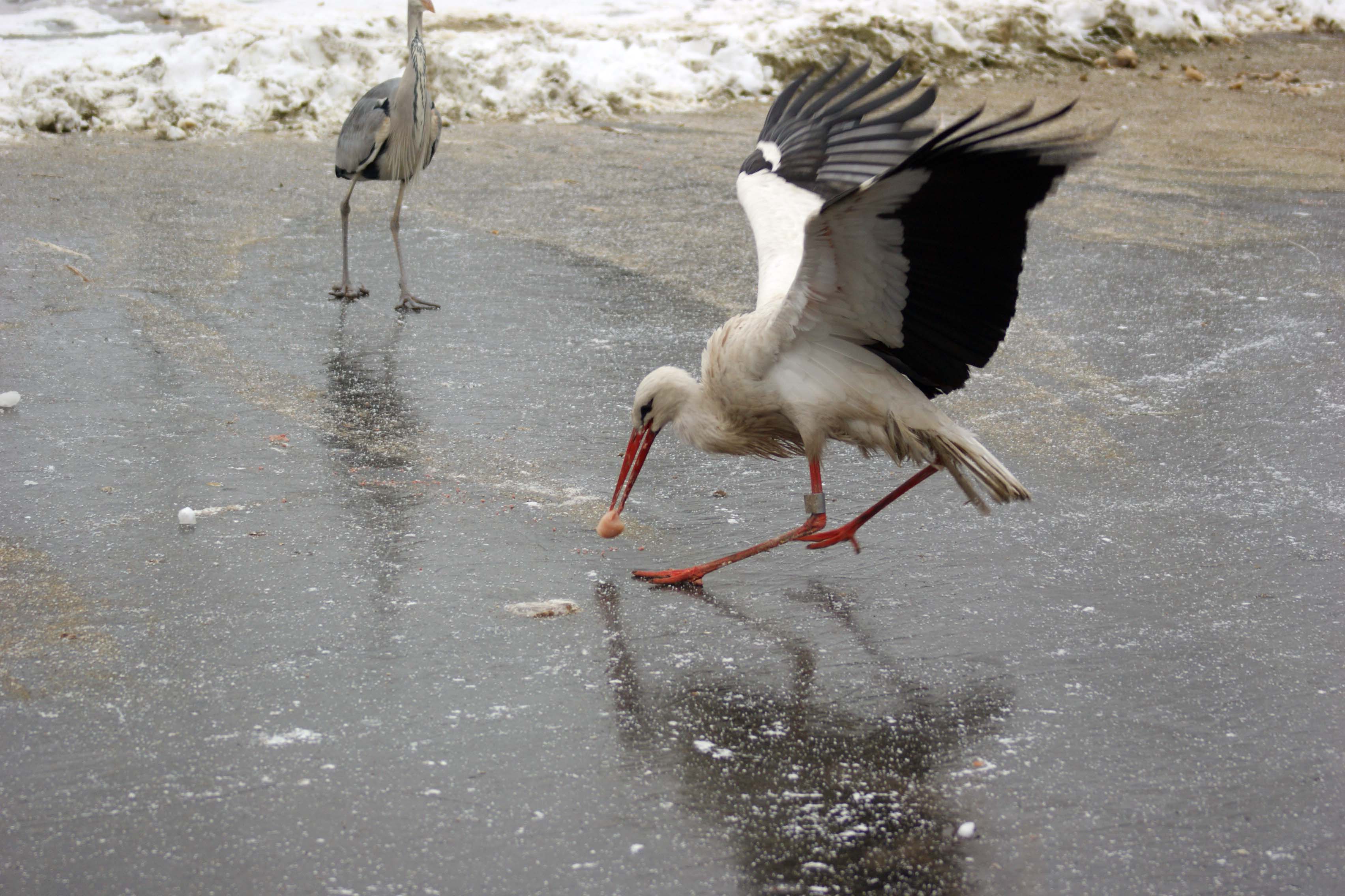 ja, ik heb hem eerder dan jij