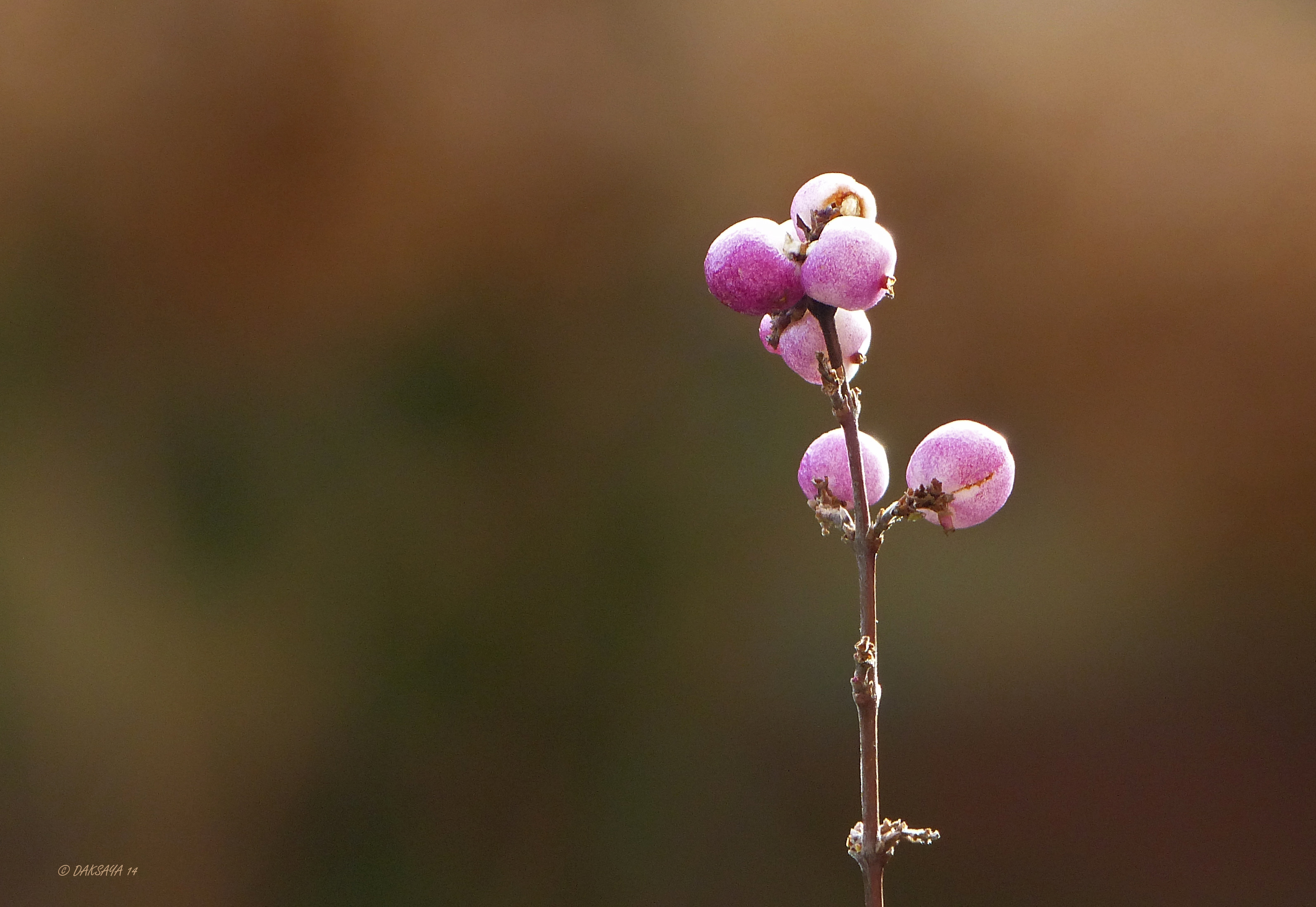 Roze sneeuwbes