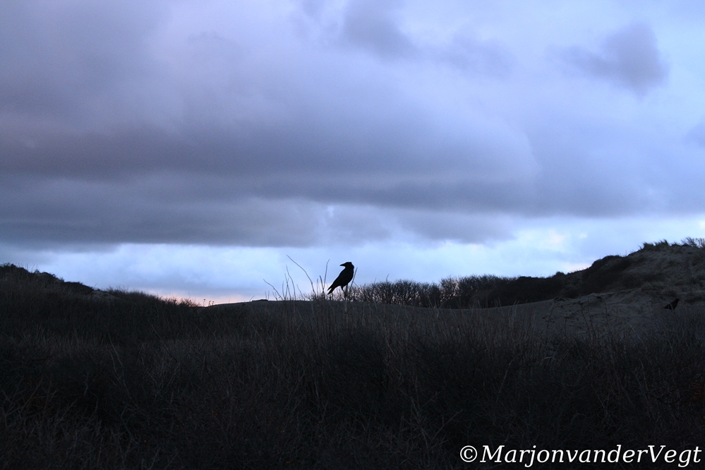 Kauw in de duinen