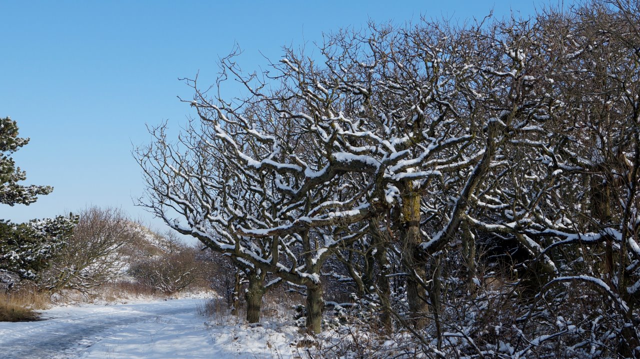zwanenwater in winter 2