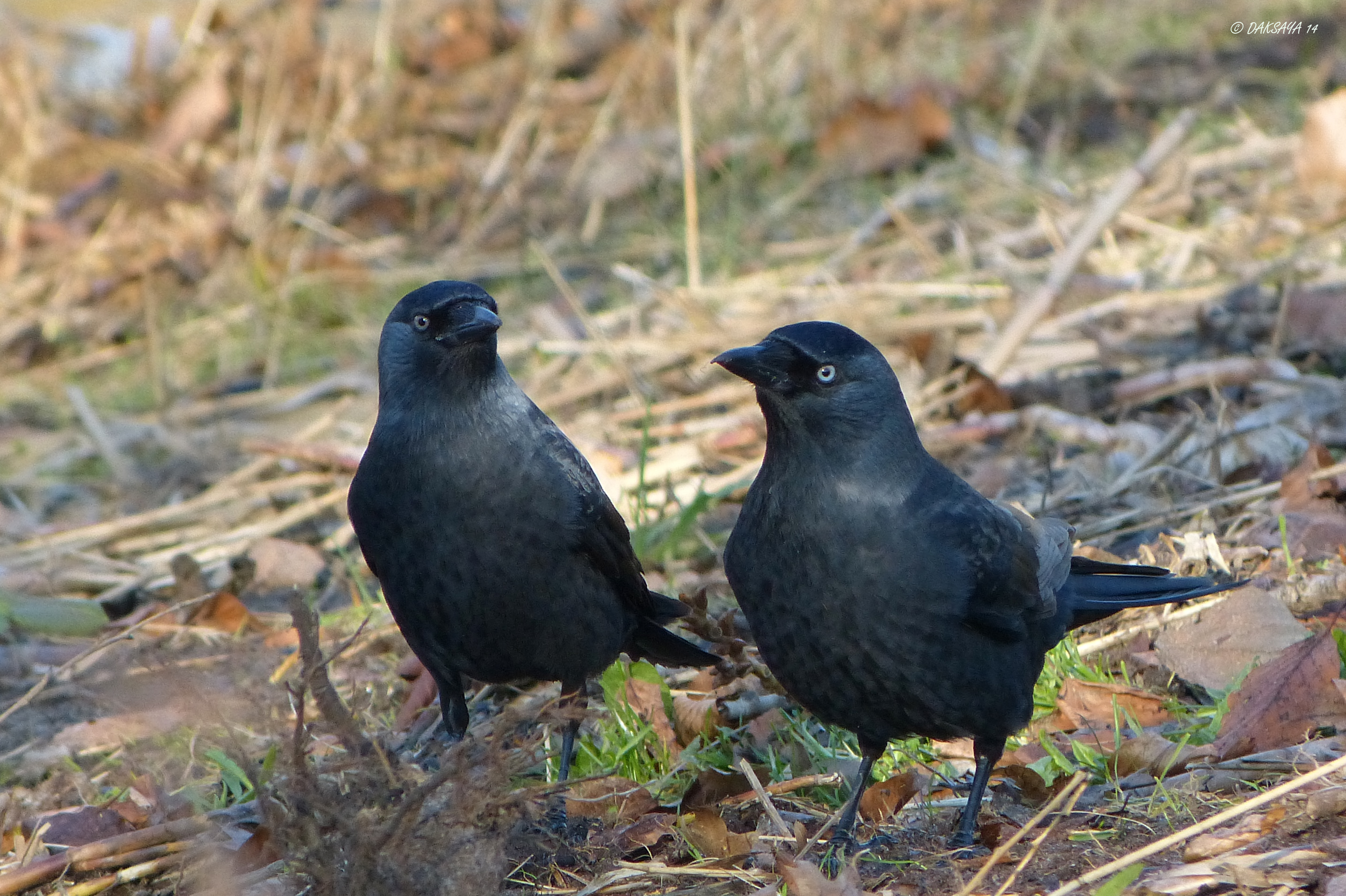 Twee kauwtjes