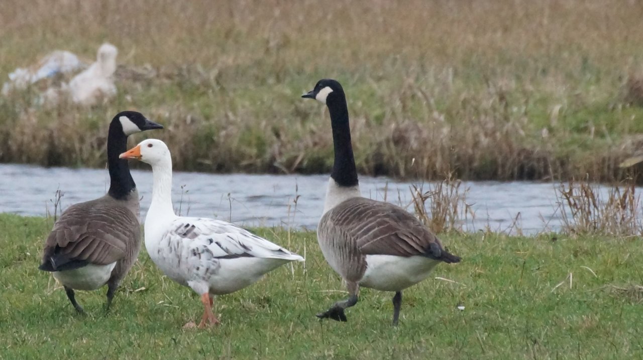 Wat moet die troep daar 