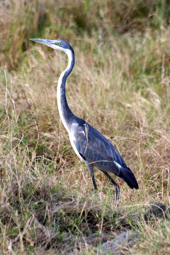 Blauwe reiger