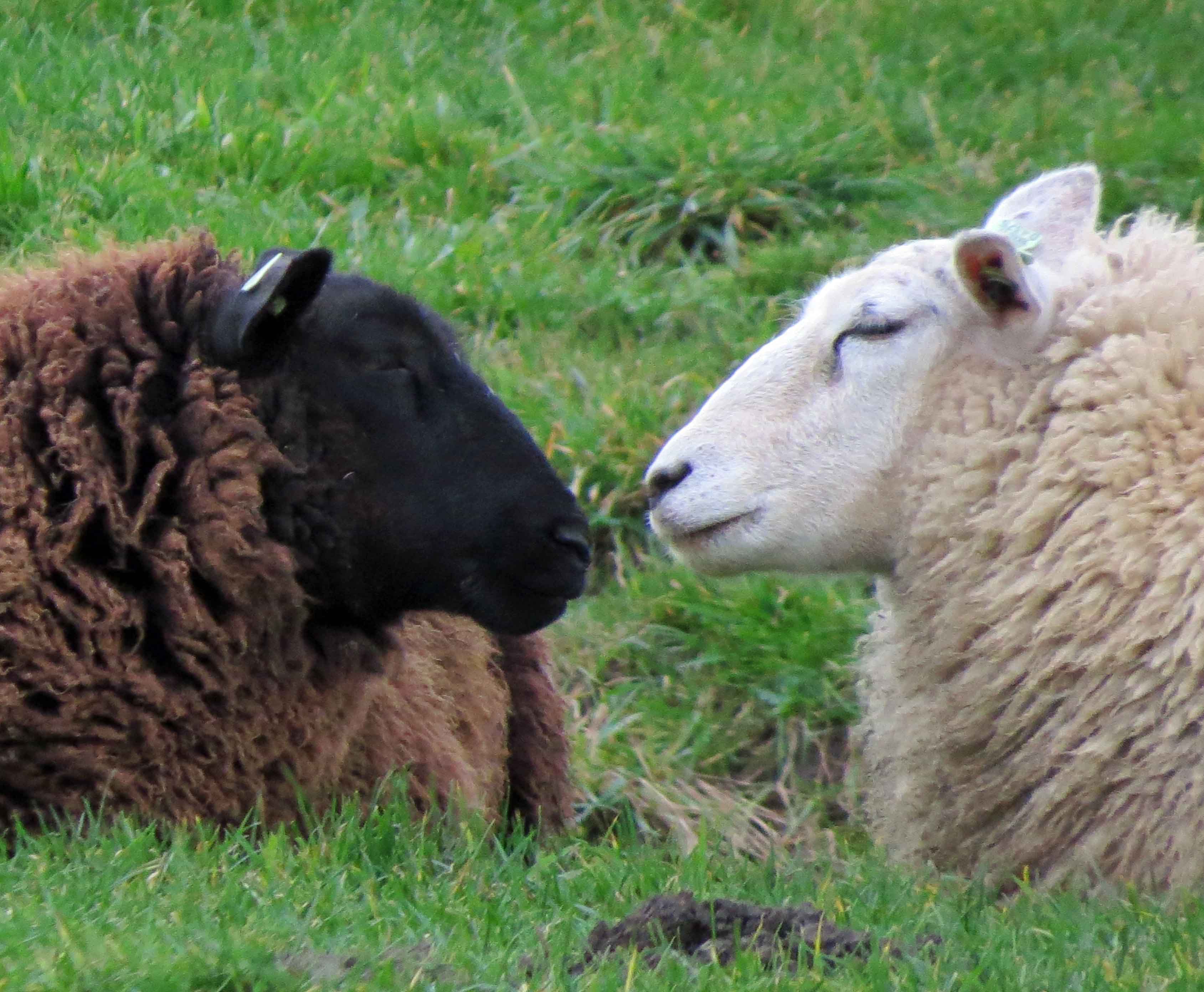 Ja, ik vind jou ook lief