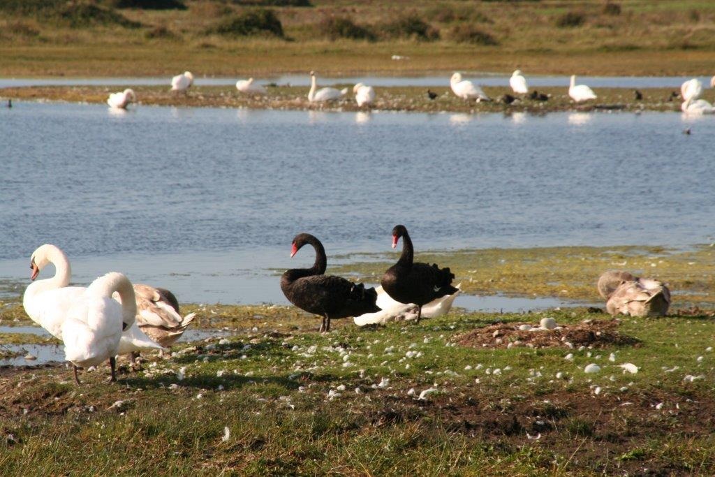 Witte en zwarte zwanen