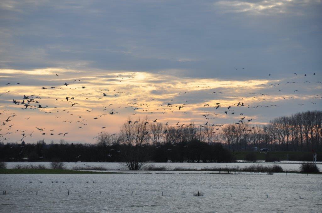 Hoog water