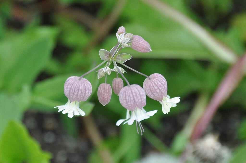 Blaassilene