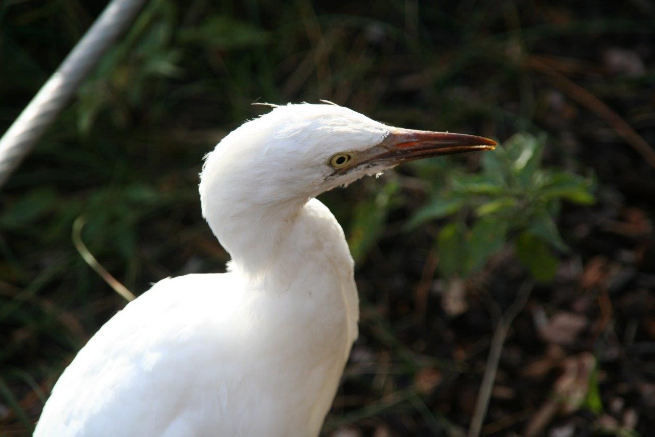 Koereiger