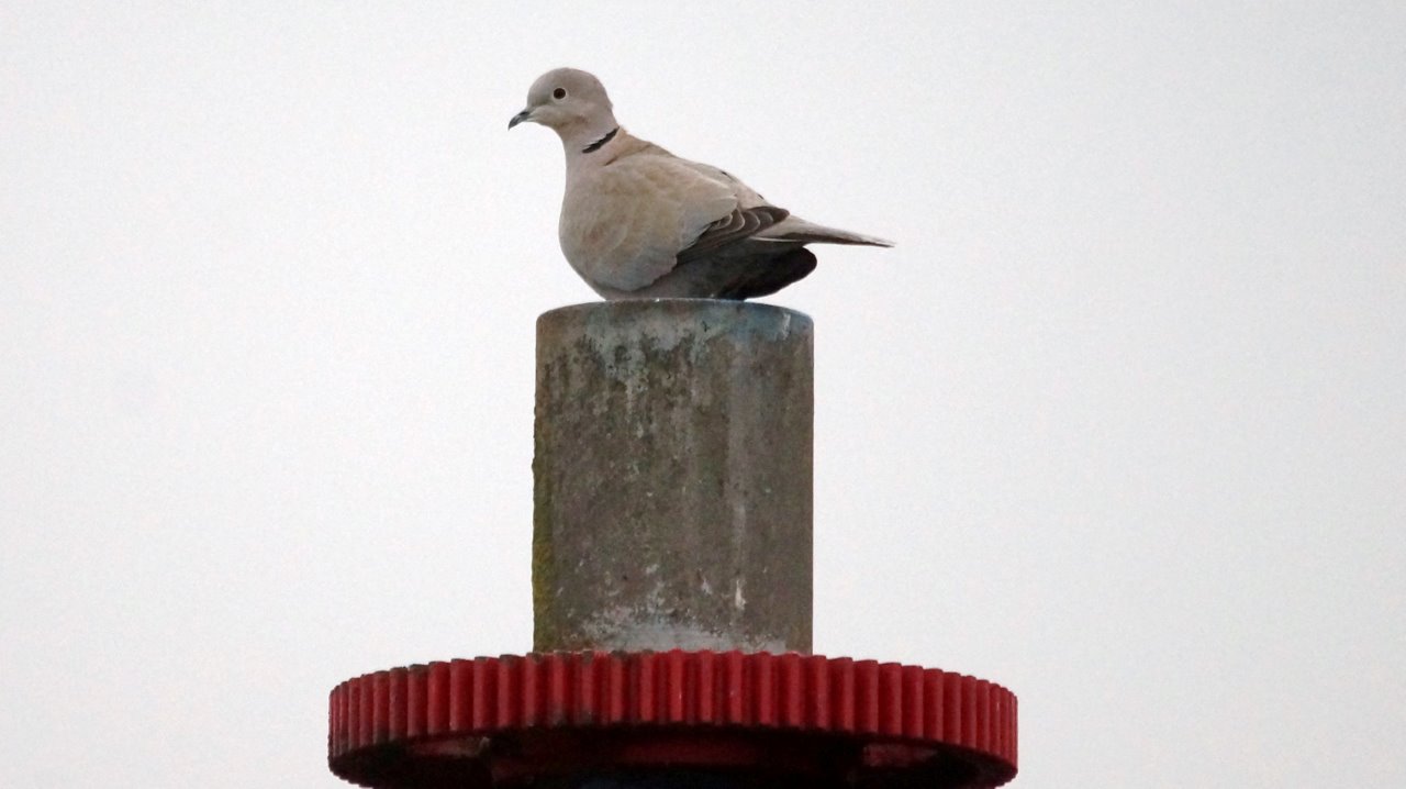 Tortel op tandwiel as 