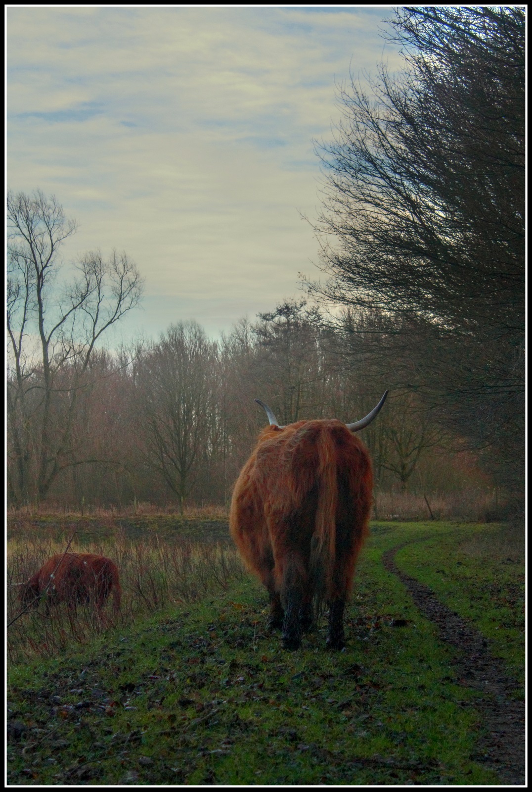 Hooglanders in het bos.