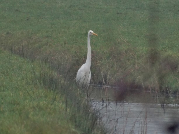 Witte reiger