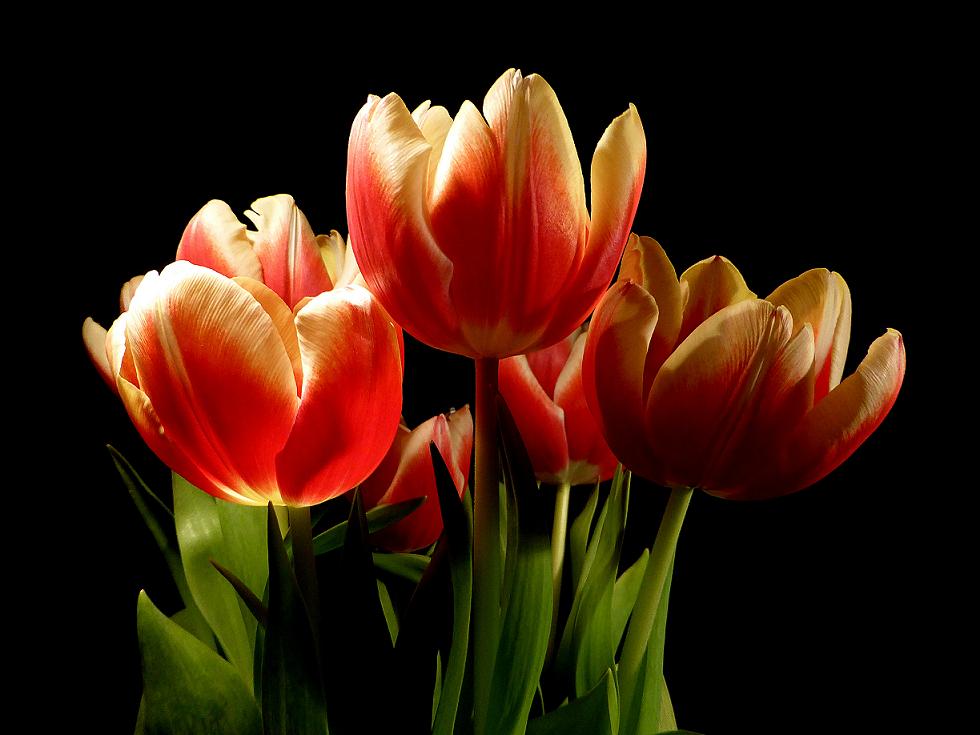 Bosje voorjaar gekregen