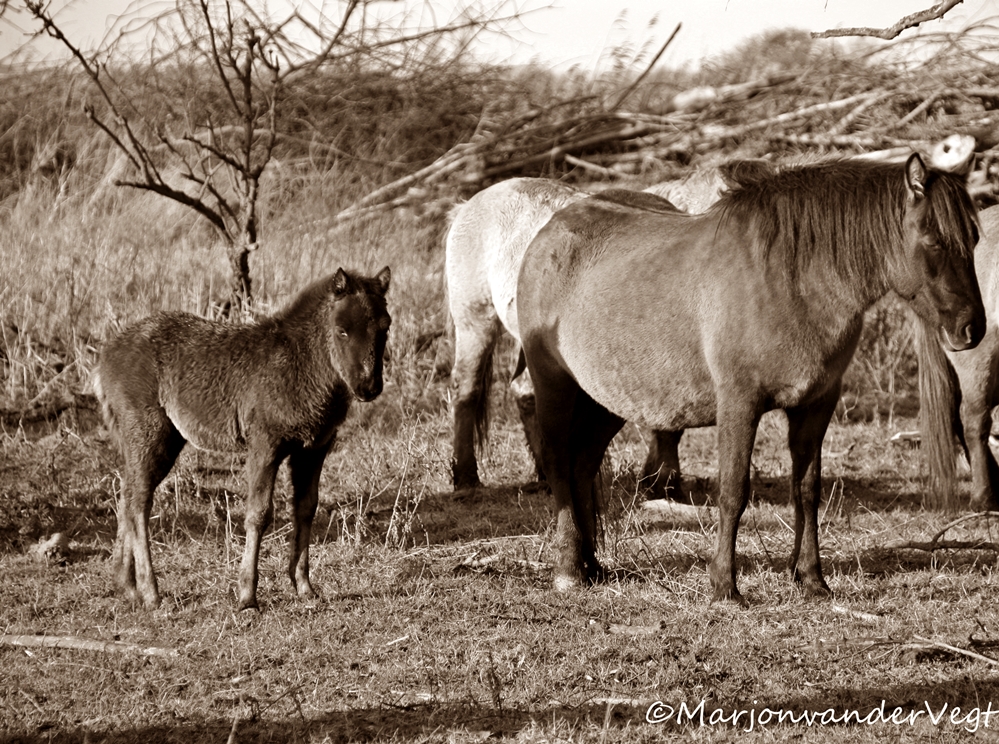 Konikpaarden
