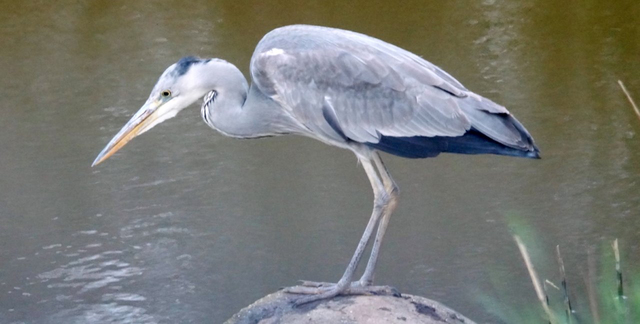 blauwereiger 