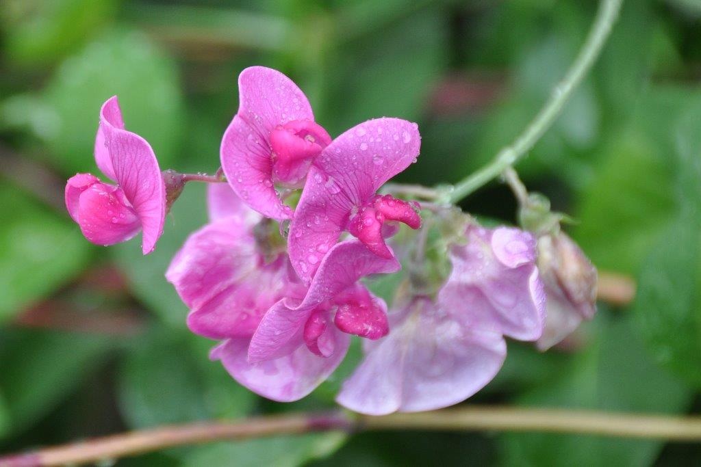 Lathyrus