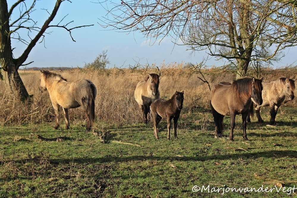 Familie Konikpaarden