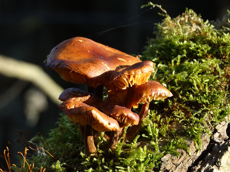 Paddestoelen