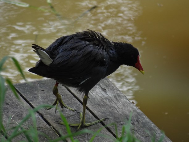 zal ik de sprong maken..
