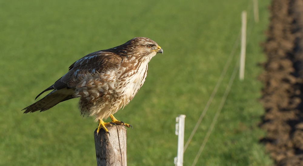 buizerd