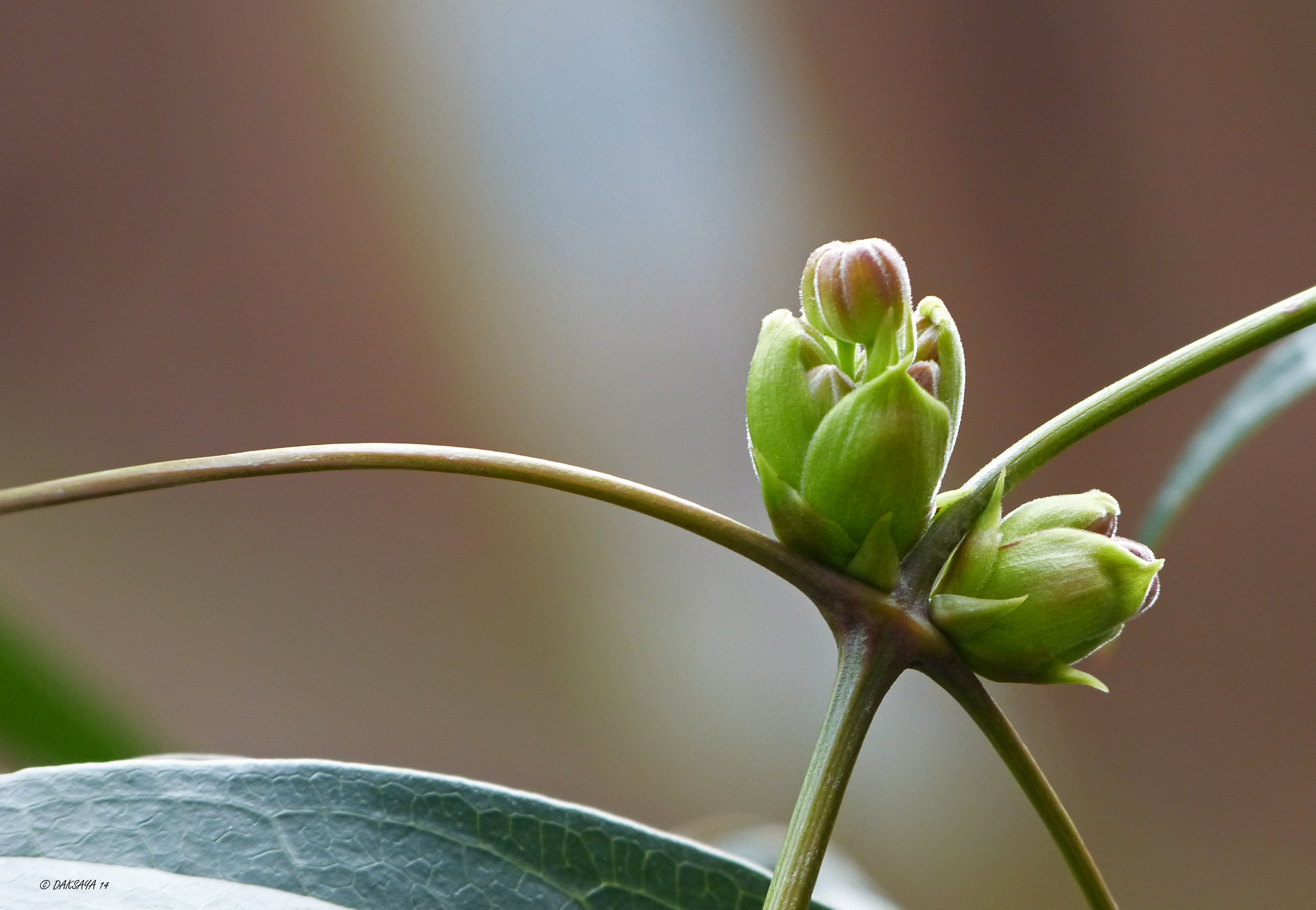 In de knop