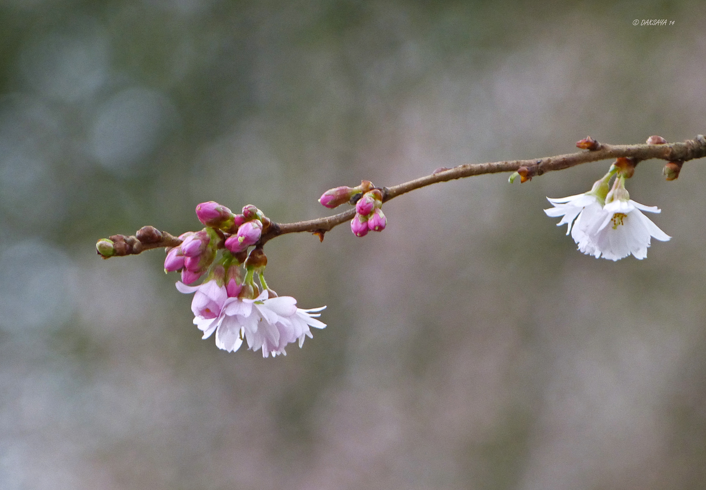 Prunus