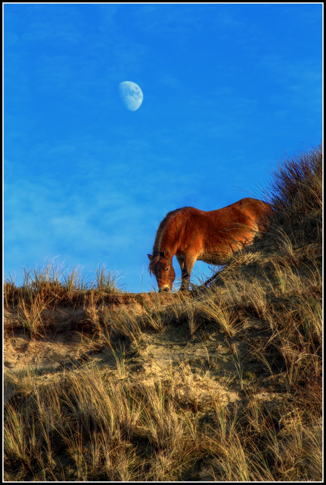 Duinen, maan en paard.