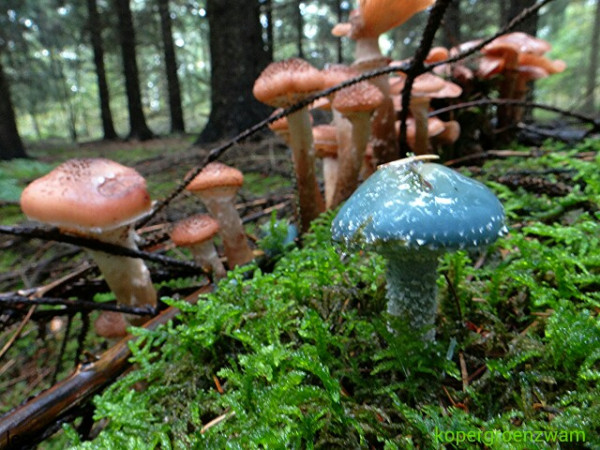 mooi groen is...