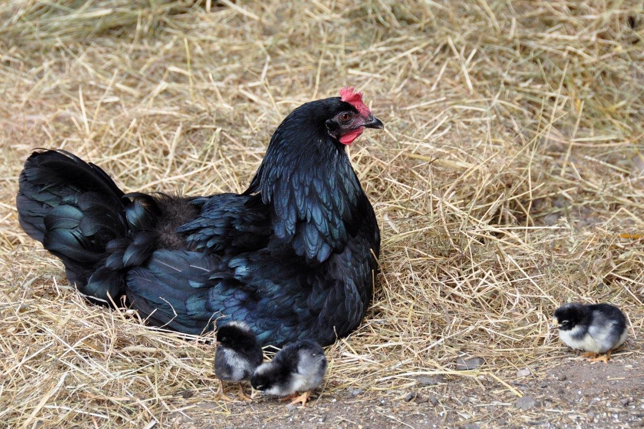 Kip met kuikens