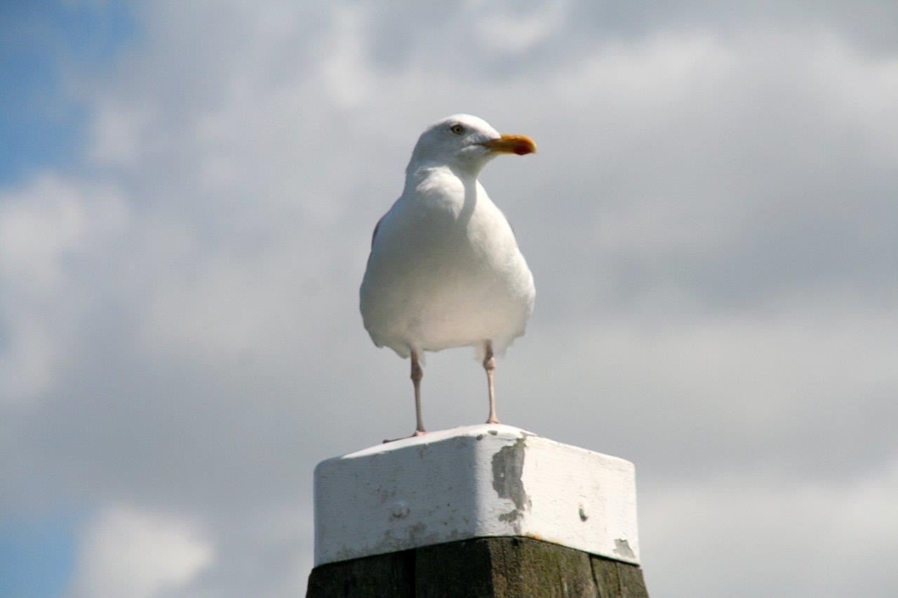 Meeuw 3