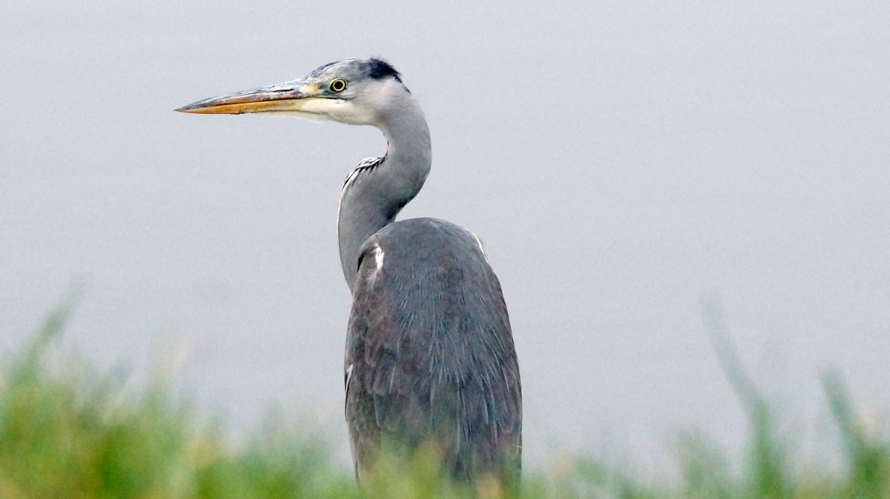 blauwereiger 