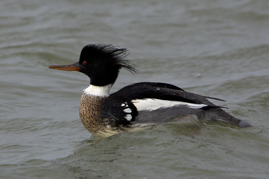 Middelste Zaagbek (II)