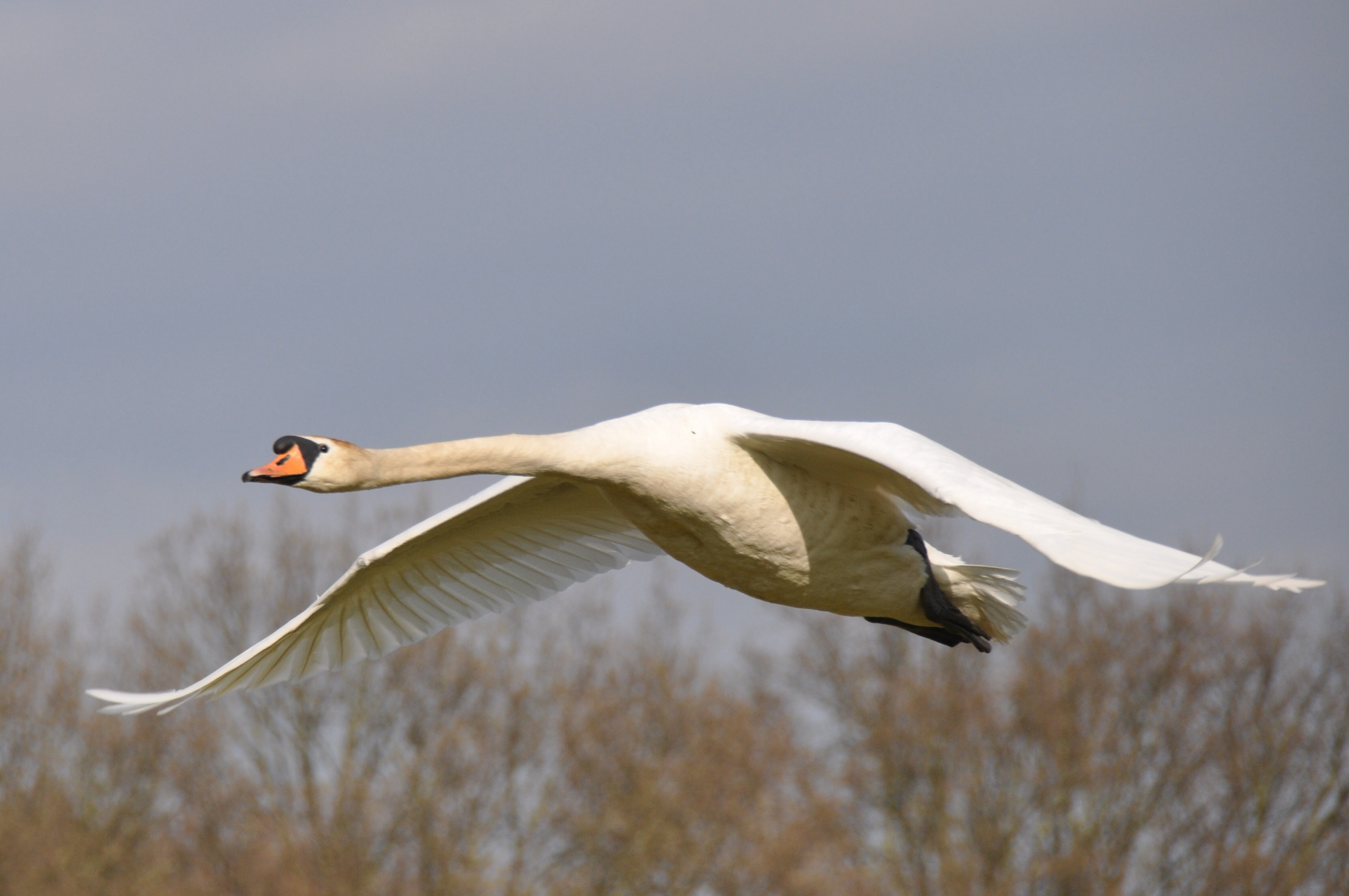 Zwaan