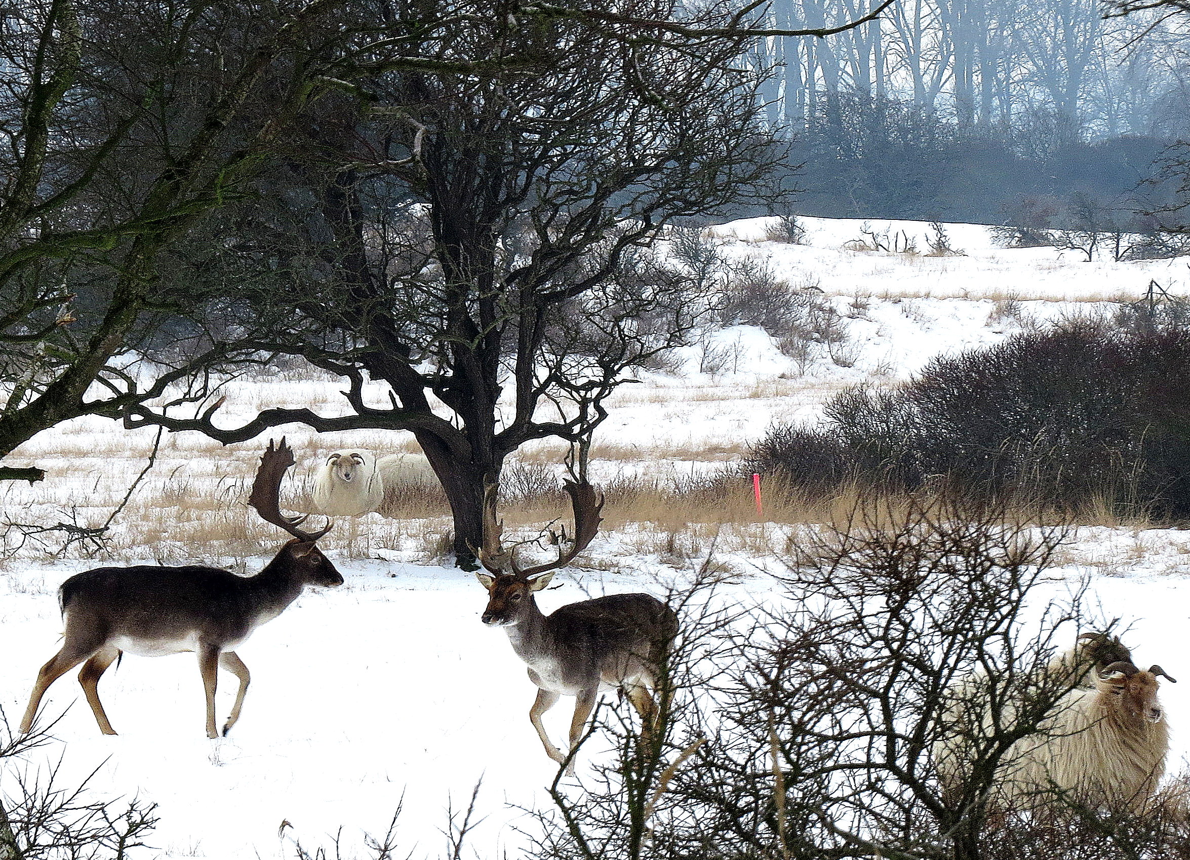 Damherten en schapen