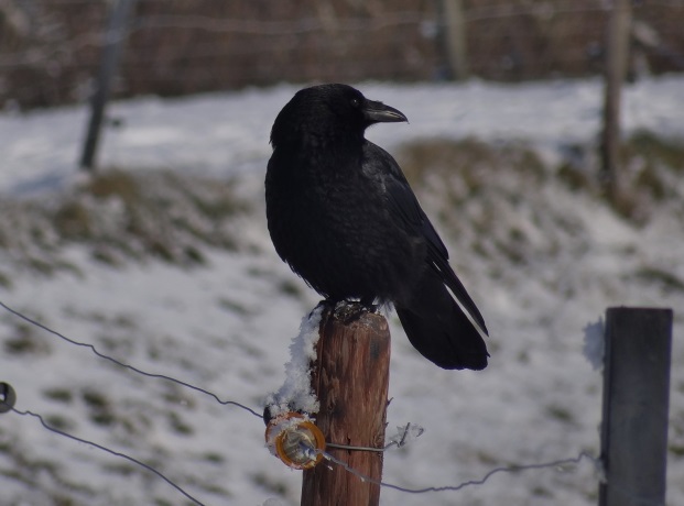 Zwarte kraai