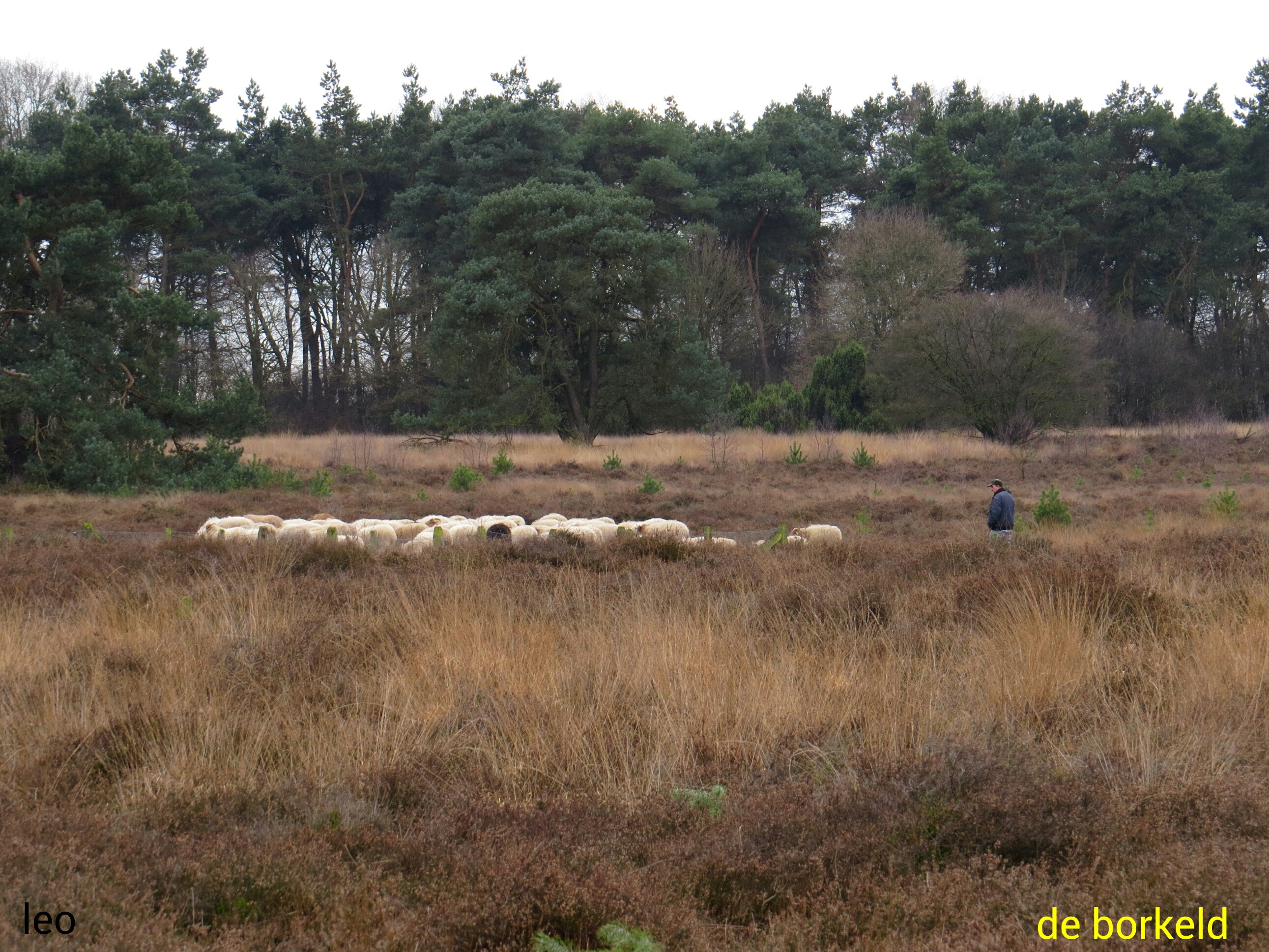 De borkeld bij markelo.